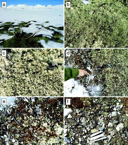 Figure 5 Impacts of grazing: (a–c) near absence of grazing has led to a 5- to 15-cm-thick monoculture layer of only Cladina stellaris, Alectoria ochroleucha, and Flavocetraria nivalis; (d) moderate grazing where small “white” rocks not yet overgrown with Rhizocarpon spp. or Umbilicaria spp. suggest removal of fruticose lichens by grazing in the past couple of decades; and (e–f) high grazing pressure with a gradual colonization by crustose lichens, Polytrichum piliferum, Andreaea rupestris, Loiseleura procumbens, and a few persistent Flavocetraria nivalis.