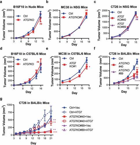 Figure 2. Murine tumors have differential reliance upon ATG7 when grown in immuno-competent hosts.