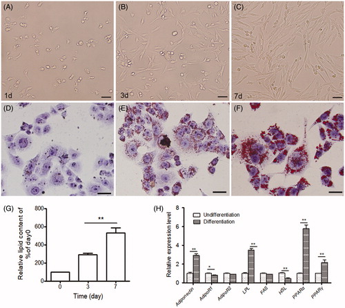 Figure 1. Intracellular lipid accumulation and mRNA expression of adipogenesis-related genes in sheep preadipocytes during adipocyte differentiation. (A–C) Morphological characteristics of sheep preadipocytes derived from muscle adipose tissues. The morphology of sheep preadipocytes was cultured in growth medium for 1 day (d) (A), 3 days (B), and 7 days (C). Bars = 100 μm. (D–F) Intracellular lipid accumulation of the undifferentiated (D), differentiated 3 days (E), and differentiated 7 days (F) preadipocytes by Oil Red O staining. (G) Quantitative analysis of Oil Red O stained cells in preadipocytes. Bars = 25 μm. (H) Quantitative analysis of the expression level of eight adipogenesis-related genes in differentiated preadipocytes (differentiation days-7). Values are means ± SEM of duplicate independent analyses. *p < .05; **p < .01.