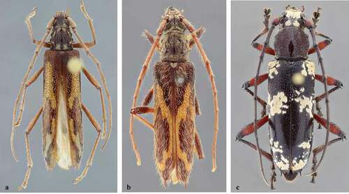 Figure 1. (a) Eurysthea ilinizae (Kirsch, 1889), female, dorsal habitus. (b) Eurysthea koepckei (Franz, 1956), female, dorsal habitus. (c) Enaphalodes antonkozlovi Lingafelter & Santos-Silva, 2018, female, dorsal habitus