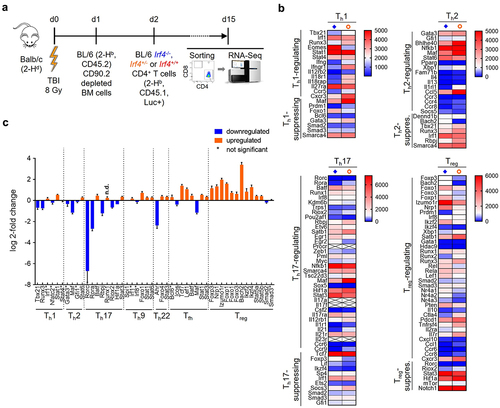 Figure 3. RNA sequencing analysis of re-isolated CD45.1+ CD4+ T cells shows differences in the transcriptomic landscape between transplanted Irf4+/- and Irf4-/- cells and reflects the observations described in vivo.