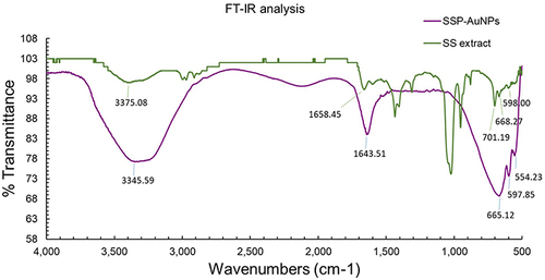 Figure 5 FT-IR analysis of the biosynthesized SSP-AuNPs and the SSP extract.