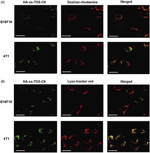 Figure 5. (A) Co-localization of the micelles into macropinosomes of 4T1 and B16F10 cells at 30 min as observed by CLSM. The macropinosomes were stained with Dextran-rhodamine. Scale bars are 20 μm. (B) Co-localization of the micelles into endo/lysosomes of 4T1 and B16F10 cells at 30 min as observed by CLSM. The endo/lysosomes were stained with Lyso-tracker red. Scale bars are 20 μm.