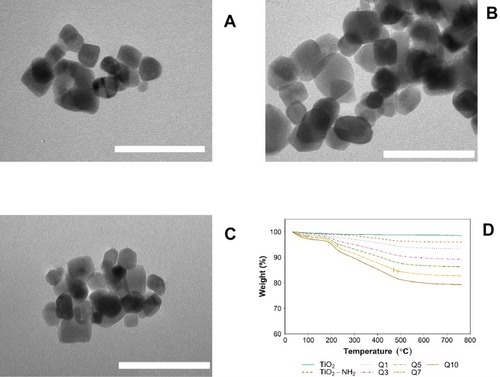 Figure 1 Example of transmission electron microscopy images of (A) bare TiO2 nanoparticles, (B) amino functionalized (TiO2-NH2) nanoparticles and (C) LbL coated (Q10). Bar represents 100 nm. (D) Thermograms of different LbL-DEX-coated Ti-O-NH2 substrate.Abbreviations: DEX, dexamethasone; LbL, layer-by-layer.
