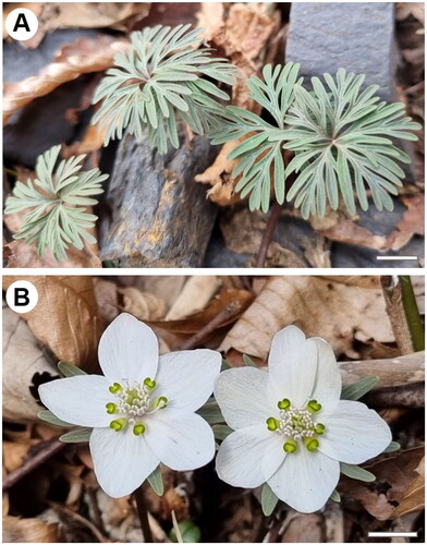 Figure 1. Eranthis byunsanensis of Wanju, Republic of Korea. (A) Typical radical leaves with blades divided into several palmate segments. (B) White, compound floral structure with broad overlapping sepals and funnel-shaped petals. Scale bars represent 1 cm. Photographs were captured by Joon Moh Park using a digital camera.