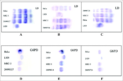 Figure 3. Isoenzyme tests for the Walvax-2 cells. Firstly, LD and G6PD, 2 isoenzymes used as indicators, were isolated from HeLa, L929, MRC-5 and Walvax-2 cells, and then subjected to PAGE and stained. The numbers of 20090327, 20090514 and 20090724 illustrated in the pictures represent Walvax-2 cells for the 18th, 30th and 50th passages.