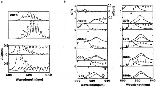 Figure 3. FDI and transient absorption results of dispersed CdSexS1-x microcrystallites. The top plot of (a) shows the excited state, a, and ground state, b, transmitted interferogram, 20 fs after excitation with a 620 nm pump pulse. c shows the difference in the transmitted interferograms. (b) shows the time-dependent differential transmission signal and the obtained phase shift. Here, a is the excited state transmission spectrum, b is the ground state transmission spectrum and c is the differential transmission signal. The open dots indicate the retrieved phase shift. Reprinted with permission from [Citation41] © The Optical Society.