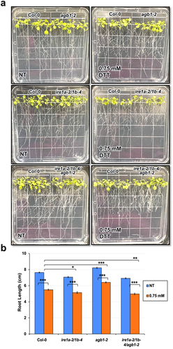 Figure 4. Analysis of root length in response to a chemical ER stress triggered by exposure to 0.75 mM DTT of indicated genotypes. Seedlings were grown vertically on solid MS media for 7 days, then transferred to fresh plates containing solid MS media without (NT = no treatment) or with DTT. After 7 days, the seedlings were photographed (a) and root length was measured using a ruler (b). An average of 15 seedlings was used per biological replication and at least four biological replications were performed. Statistical analyses were performed by two-tailed Student’s t-test or one-way ANOVA in Excel. Error bars show mean ± SD (n ≥ 30). Significant differences are indicated by asterisks (*** p < .001, ** p < .01, * p < .05). Short solid bars connecting bars represent the comparison of root length between untreated and treated samples for each genotype, while long solid lines represent the comparison of root length of DTT-treated plants between Col-0 and an indicated mutant genotype.
