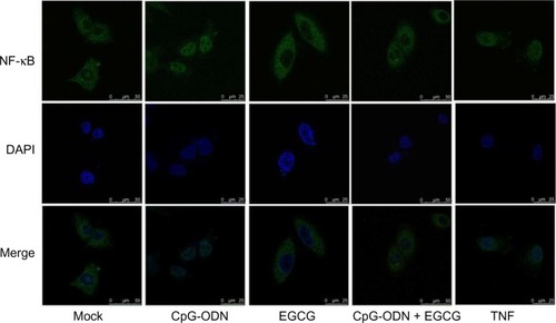 Figure 7 EGCG inhibits CpG-ODN-induced nuclear translocation of NF-κB.Notes: DU145 cells were grown on glass cover slips and mock treated or transfected with CpG-ODN (1 μM) for 1 hour with or without EGCG pretreatment (40 μg/mL) for 24 hours. Cells were incubated with goat anti-rabbit polyclonal NF-κB p65 subunit antibody (green) for 1 hour followed by alexa Fluor 488 donkey anti-rabbit secondary antibody and mounted in VECTASHIELD® (Vector Labs, Burlingame, CA, USA) with DAPI to stain nuclei (blue). Images were merged to determine nuclear localization. Representative images of cells visualized under confocal microscope at 60× are shown.Abbreviations: CpG-ODN, CpG oligodeoxynucleotides; DAPI, 4′,6-diamidino-2-phenylindole; EGCG, epigallocatechin-3-gallate; NF-κB, nuclear factor kappa-light-chain-enhancer of activated B cells; TNF, tumor necrosis factor.
