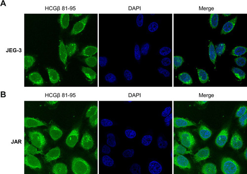 Figure 3 Peptide HCGβ81-95 specifically bonded to human choriocarcinoma cells. Fluorescence microscopy exhibited HCGβ 81–95 peptide conjugated specifically to JEG-3 cells (A) and JAR cells (B).