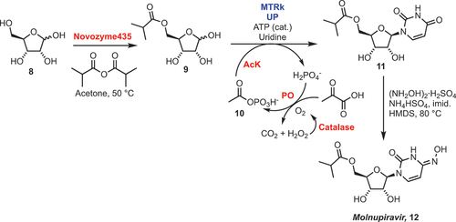 Scheme 4. Chemoenzymatic synthesis of molnupiravir 12. MTRk = 5-S-methylthirbose kinase, UP = uridine phosphorylase, AcK = acetate kinase, PO = pyruvate oxidase, ATP = adenosine triphosphate.