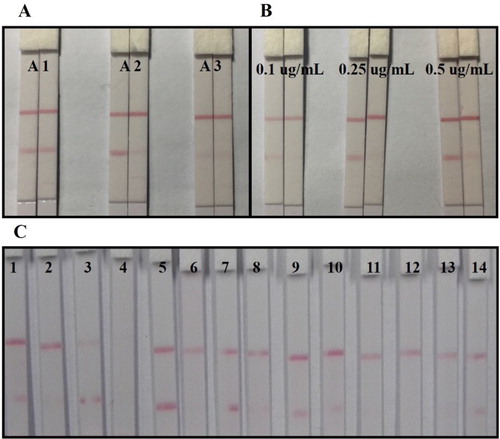 Figure 3. Optimization of lateral-flow ICA strip: (A) optimization of coating antigen with different synthesized methods; (B) Optimization of coating antigen A2 with different concentration on T line; (C) Optimization of suspension buffer with different surfactant reagents: (1) Basic, (2) PVP, (3) PEG, (4) PVA, (5) BSA, (6) casein, (7) sucrose, (8) trehalose, (9) sorbitol, (10) mannitol, (11) Tween-20, (12) Brij-35, (13) Triton X-100 and (14) On-870.