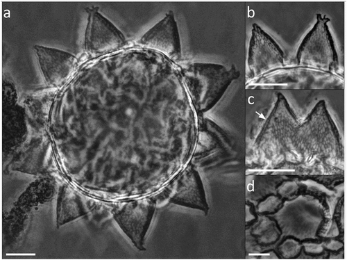 Figure 5. Paramacrobiotus bifrons sp. nov., areolatus-type egg with LM. (a) in toto; (b) egg processes; (c) fused egg processes; (d) areolae surrounding a process. White arrow: trabecular layer between the process walls. a–d: PhC, z-stacks. Scale bars: a–c = 10 µm; d = 5 µm.