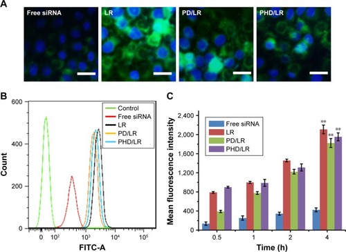 Figure 4 Cellular uptake assay of different formulations. (A) Cellular uptake of different formulations analyzed using fluorescence microscopy. Green and blue represented siRNA and nucleic, respectively. Scale bar represented 50 µm; flow cytometry measurement of cellular uptake of different formulations at 4 hours (B) and time-dependent cellular uptake (C).Note: **P<0.01.Abbreviations: LR, lipoplex; mPEG, methoxy poly(ethylene glycol); PD, PHis-PSD; PHD, mPEG-PHis-PSD; PHis, poly(histidine); PSD, poly(sulfadimethoxine).