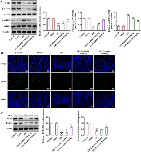 Figure 4 Esculetin activates autophagy and SIRT3/AMPK/mTOR signaling in intestinal I/R rats. (A) Western blot analysis of the expression of SIRT3/AMPK/mTOR signaling-associated proteins. (B) IF assay evaluated autophagy marker LC3B. (C) Western blot analysis of the expression of autophagy-associated proteins. ***p<0.001 vs Sham; #p<0.05, ##p<0.01, ###p<0.001 vs I/R.