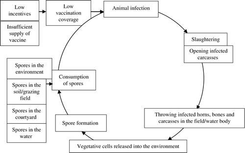 Fig. 3 Possible cycle of animal infection that contributed to the persistence of anthrax spores in Pabna and Sirajgonj Districts, Bangladesh.