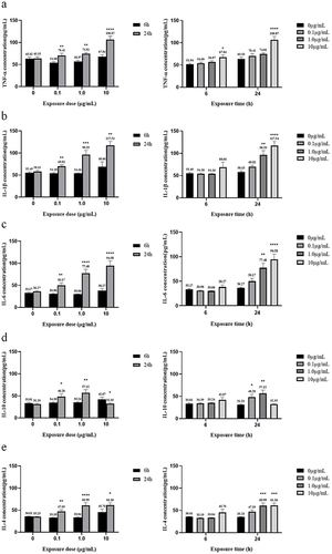 Figure 5 Concentrations of pro/anti-inflammatory factors in vitro after different concentrations of MC-LR exposure for different times. (a) TNF-α concentration. (b) IL-1β concentration. (c) IL-6 concentration. (d) IL-10 concentration. (e) IL-4 concentration. *p < 0.05, **p < 0.01, ***p < 0.001 and ****p < 0.0001 vs 6 h or 0 µg/mL.