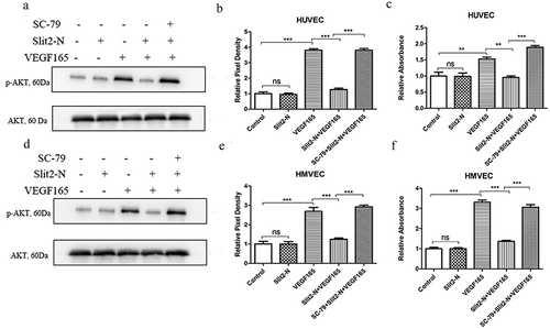 Figure 6. SC-79, an AKT activator, reversed the inhibitory effect of Slit2-N on VEGF165-induced proliferation.Western blot results showed SC-79 significantly reversed the inhibitory effect of Slit2-N on phosphorylation of AKT in HUVEC (Figure 6(a,b)) and HMVEC (Figure 6(d,e)); CCK-8 results showed that the administration of SC-79 significantly reversed the inhibitory effect of Slit2-N on VEGF165-induced cell proliferation in HUVEC and HMVEC (Figure 6(c,f)).