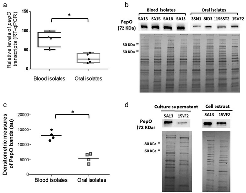 Figure 1. PepO expression in S. mutans strains. (a) Box plot comparisons of relative levels of pepO transcripts in serotype c/e strains with reduced C3b-binding isolated from the bloodstream (SA13, SA15, SA16, SA18) and oral stains with significant binding to C3b (UA159, 3SN1, 8ID3, 11SSST2, 15VF2). Levels of pepO transcripts were normalized by the respective levels of 16 S rRNA gene transcripts, as determined by RT-qPCR in samples with equivalent numbers of bacterial cells at A550 nm 0.3. (b) Western blot analysis of PepO production. Protein extracts (10 µg) obtained from each strain (at A550 nm 0.3) were resolved in 10% SDS-PAGE gels, which were either transferred to PVDF membranes to probe PepO with anti-rPepO antibodies (upper panel) or stained with Coomassie blue (lower panel) to monitor protein integrity. Images are representative of three independent experiments. (c) Comparisons of densitometric arbitrary units (au) of PepO detected in the Western blot analysis. Values represent mean densitometric measures of PepO obtained in three independent cultures. Asterisks indicate significant differences between groups (Mann–Whitney U-test; p < 0.05). (d) Western blot analysis of PepO in culture supernatants and cell factions in representative strains (SA13 and 15VF2). Western blot assays (upper panels) were performed with equivalent amounts of protein (10 µg) from culture supernatants or from bacterial cells, which were collected from CDM cultures (A550 nm 1.0). Protein integrity was monitored in Coomassie blue stained SDS-PAGE gels (lower panel).