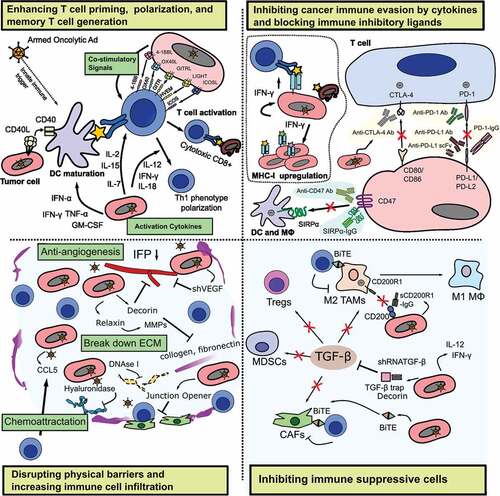 Figure 5. Strategic targeting by arming oncolytic Ads with immune modulation payloads. (1) Enhancing T cell priming, polarization, and memory T cell generation. (2) Inhibiting cancer immune evasion by cytokines and blocking immune inhibitory ligands. (3) Disrupting physical barriers and increasing immune cell infiltration. (4) Inhibiting immune suppressive cells.