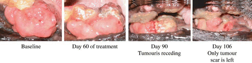 Figure 4 Suppressive effect of the Japanese apricot “Prunus mume Sieb. et Zucc” (Ume) juice product on a rapidly growing oral malignant tumour (fibrosarcoma) in a German Shepherd dog. Prior to the treatment, the animal was unable to close its mouth. The dog was given 1 g of the condensed Ume fruit juice (described in the first section of Materials and Methods) in 100 mL milk every morning during the times shown and the status of the tumour was monitored and photographed by a veterinarian doctor. At the last observation, only tumour scar was seen, and the animal was able to feed normally.
