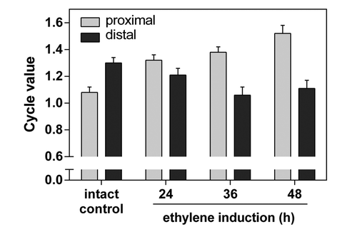 Figure 3. Cycle values of nuclei in proximal and distal side of AZs. The cycle value is calculated from the number of nuclei of each ploidy level multiplied by the number of endoreduplication cycles necessary to reach the corresponding ploidy level. The sum of the resulting products is divided by the total number of nuclei measured.Citation5 The cycle values were measured separately on proximal and distal side of AZs using nuclei distribution maps generated in ImageJ. Average cycle value and SD of five measurements per treatment are shown.