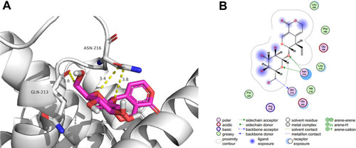 Figure 6 Molecular docking. (A) Stereogram of the interaction between CCND1 and Gentiopicroside. (B) Plane chart of the interaction between CCND1 and Gentiopicroside.