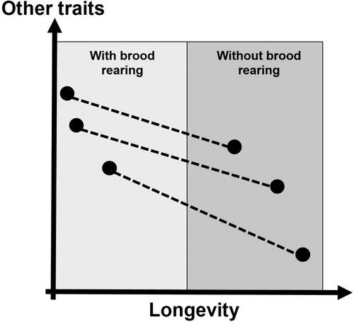 Figure 1. Life history trade-offs between longevity and other traits in social insect workers arising from conflicting selection between periods with brood rearing and without. When colonies rear brood (light grey box), selection on worker longevity is relaxed and other costly traits can be highly expressed if required (e.g. immune defense or detoxification). However, when colonies do not rear brood (darker grey box), worker longevity is under strong selection to maintain the minimum number of workers necessary for colony functionality. Therefore, expression of other traits is compromised. If workers are challenged in such periods without brood rearing colony death is consequently more likely to occur (black dots = phenotypic trait expression, dashed lines = differential trait expression due to conflicting selection).