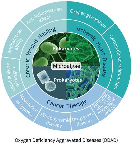 Figure 1 Schematic illustration of the microalgae-based materials used to treat oxygen deficiency aggravated diseases (ODAD).