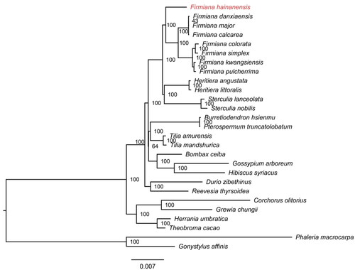 Figure 3. Maximum-likelihood tree based on the sequences of 27 complete chloroplast genomes. Numbers in the nodes are bootstrap support values from 1000 replicates. The position of Firmiana hainanensis is shown in red. The GenBank accession numbers for each species and the citation sources for those published sequences are provided in Table S1.