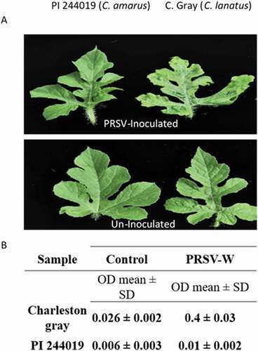 Fig. 1 Disease response in watermelon against PRSV-W. Symptom expression on a resistant (PI 244019) and susceptible plant (‘Charleston Gray’) 3 weeks following virus inoculation. The susceptible plant shows mosaic, chlorosis, and distorted leaf symptoms in (a) detached leaves; results from an (b) showed absorbance associated with the virus titre using a PRSV-W ELISA kit (Agdia).