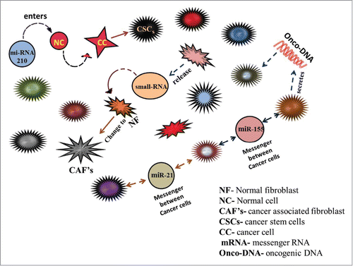 Figure 3. This figure describes the role of extracellular secreted RNAs (small RNAs and mRNA) and DNAs in tumor growth, transformation, progression and communication. MiRNA 210 is released by cancer developing cells and normal cells in tumor derived exosomes. MiRNA 210 is taken by normal cells leading to change in Mi-RNA levels further leading to transformation of normal cells to cancer cells. MiRNA21 and miRNA155 are released by normal and cancer cells which act as messenger between different cells of the tumor playing a role in communication. Cancer cells also secrete oncogenic DNA which converts normal cells to tumor cells.