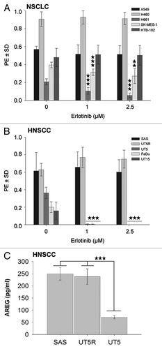 Figure 2. K-RAS activity is associated with erlotinib resistance and accompanied with increased autocrine production of AREG. (A and B) The effect of erlotinib on clonogenic activity was determined using a clonogenic assay. The data points shown represent the mean PE ± SD of at least 12 data from two independent experiments. The inhibition of clonogenic activity by erlotinib is dependent on the cell line (*P < 0.05; **P < 0.01; ***P < 0.001). (C) Cells were incubated in serum-free medium for 48 h, and the concentration of AREG was measured by ELISA. The data present the mean ± SD of 12 data from 4 independent cultures of SAS cells, 4 data from 2 independent cultures of UT5R, and 11 data from 4 independent cultures of UT5 cells (***P < 0.001).