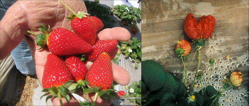 Figure 15. Left: well-shaped fruits resulting from satisfactory pollination. Right: misshapen strawberries due to poor pollination.