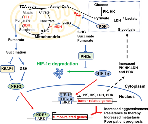 Figure 2. Interplay among TCA cycle, glycolysis, and tumorigenic signalling. Oncogenic mutations of IDH lead to the production of 2-HG. Deficiencies of SDH and FH in cancer cells elevate succinate and fumarate, respectively. Accumulation of 2-HG, succinate, and fumarate inhibits the degradation of HIF-1α, and results in HIF-1α’s nuclear translocation, which brings about the interaction of HIF-1α and the hypoxia response element (HRE) and thus promotes a plethora of tumour-related genes. The downstream genes of HIF-1α include glycolytic enzymes (e.g. HK, PK, LDH) and PDK, which promote the catabolism of glucose through aerobic glycolysis and shift glucose away from the TCA cycle. In addition, the accumulation of fumarate also stabilizes NRF2 through either altering cellular redox state via succination of GSH or a direct succination of its negative regulator KEAP1. Also, NRF2 can translocate to the nucleus and function as a transcriptional factor through interacting with the antioxidant response element (ARE) upon the promoter of multiple tumour-related genes.