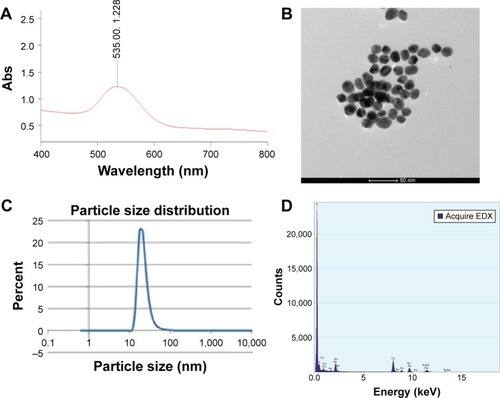 Figure 1 GNPs characterization.Notes: (A) Peak absorption of prepared GNPs (1.2) at 535 nm wavelength. (B) TEM images showing gold nanospheres with average 18 nm diameter (magnification, 97,000×). (C) Particle size distribution by zeta sizer showing peak percent (22.9%) at 18 nm diameter. (D) EDX showing peaks corresponding to Au element at 2.12 keV, 9.44 keV, and 11.4 keV, confirming the existence of GNPs.Abbreviations: EDX, energy-dispersive X-ray spectroscopy; GNPs, gold nanoparticles; TEM, transmission electron microscopy; Abs, absorbance.