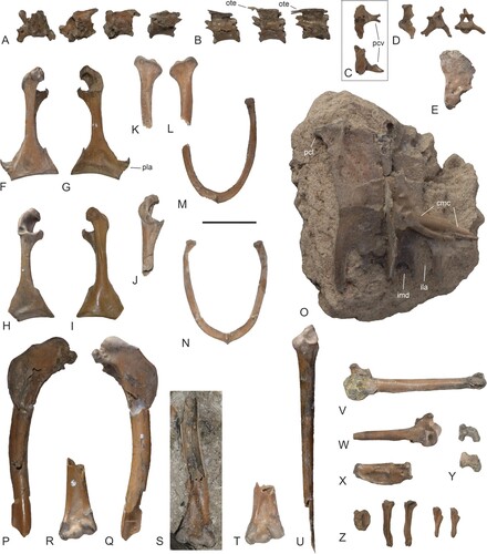 FIGURE 7. Vertebrae as well as pectoral girdle and wing elements of Masillaraptor cf. parvunguis from the lower Eocene London Clay of Walton-on-the-Naze, Essex, U.K. A, three cervical vertebrae in different views (NMS.Z.2021.40.14). B, three thoracic vertebrae in lateral view (NMS.Z.2021.40.14). C, caudal vertebra in dorsal and lateral view (NMS.Z.2021.40.14). D, three caudal vertebrae in different views (NMS.Z.2021.40.14). E, pygostyle in lateral view (NMS.Z.2021.40.14). F, G, right coracoid in ventral (F) and dorsal (G) view (NMS.Z.2021.40.14). H, I, left coracoid in dorsal (H) and ventral (I) view (NMS.Z.2021.40.14). J, left coracoid in dorsal view (NMS.Z.2021.40.15). K, L, cranial extremities of left (K) and right (L) scapula (NMS.Z.2021.40.15). M, N, furcula (M: NMS.Z.2021.40.14; N: NMS.Z.2021.40.15). O, sternum (ventral view) and proximal portion of left carpometacarpus (ventral view) in a small block of matrix (NMS.Z.2021.40.14). P, Q, partial right humerus in caudal and cranial view (NMS.Z.2021.40.14). R, distal end of left humerus in cranial view (NMS.Z.2021.40.14). S, T, distal ends of right (S) and left (T) humerus in cranial view (NMS.Z.2021.40.15). U, proximal portion of right ulna in cranial view (NMS.Z.2021.40.15). V, partial left carpometacarpus in ventral view (NMS.Z.2021.40.14). W, proximal portion of right carpometacarpus in ventral view (NMS.Z.2021.40.14). X, left phalanx proximalis digiti majoris (NMS.Z.2021.40.14). Y, left and right os carpi ulnare (NMS.Z.2021.40.15). Z, os carpi radiale and wing phalanges (NMS.Z.2021.40.14). Abbreviations: cmc, carpometacarpus; ila, incisura lateralis; imd, incisura medialis; ote, ossified tendons; pcl, processus craniolateralis; pcv, processus ventralis; pla, processus lateralis. Scale bar equals 10 mm.