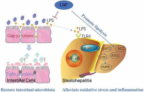 Figure 5. Therapeutic effect and mechanism of LBP on NAFLD.