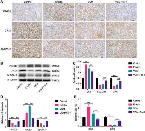 Figure 2 VCM caused renal injury via inducing ferroptosis cell death in animals. (A) IHC staining showed that GPX4 and SLC7A11 were downregulated and PTGS2 was upregulated in the kidney tissues of VCM-treated mice. In addition, Fer-1 restored the expressions of GPX4 and SLC7A11 and reduced the expression of PTGS2 in mice injected with VCM. Expression levels of PTGS2, GPX4 and SLC7A11 in the kidney tissues of mice measured by (B) Western blotting analysis and (C) quantification of Western blotting results, (D) qRT-PCR analysis. The results indicated that VCM increased the expression of PTGS2 and decreased the expression of GPX4 and SLC7A11 at the mRNA and protein levels in the kidney tissues of mice. In addition, Fer-1 treatment restored the expression of GPX4 and SLC7A11 and decreased the expression of PTGS2 at the mRNA and protein levels in the kidney tissues of VCM-treated mice. (E) ELISA results revealed the accumulation of ROS and the reduction of GSH content in the serum of VCM-treated mice. Fer-1 treatment reversed the effects of VCM on serum ROS and GSH contents. ***P<0.001.