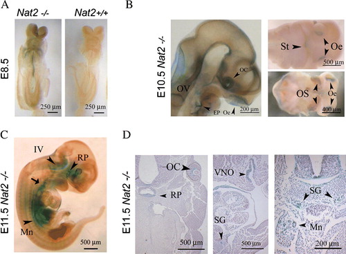 Figure 1.  Mouse Nat2 expression in the developing neuroendocrine system. (A) X-gal stained whole-mount e 8.5 embryos, with Nat2*null expression visualized by x-gal stain. Left panel: ventral view of Nat2−/ −  embryo; right hand panel: Nat2+/ +  sibling control for endogenous β-galactosidase activity. (B) Whole-mount preparation showing sensory placodes in Nat2−/ −  embryos at e 10.5. Left panel: embryo made transparent with benzyl alcohol/benzoylbenzoate, arrowheads indicate optic cup, olfactory epithelium and epibranchial placode; right panels: ventral views of partially dissected whole-mount preparations showing primitive mouth (stomatodeum), olfactory epithelia and optic stalk (arrowheads). (C) Whole-mount preparation of e 11.5 embryo. Arrowheads indicate Rathke's pouch, floor of the IVth ventricle, and mesonephric ducts, arrow indicates developing nodose ganglion. (D) Sections of x-gal stained e 11.5 Nat2−/ −  embryos, haematoxylin counterstained, showing components of the neuroendocrine system; Rathke's pouch, the retina, vomeronasal organ, sympathetic ganglia and mesonephric tubules (arrowheads). Scale bars: (A) 250 µm, (B–D) 500 µm. OV, otic vesicle; OC, optic cup; Oe, olfactory epithelium; EP, epibranchial placode; St, stomatodeum; OS, optic stalk; IV, fourth ventricle; RP, Rathke's pouch; VNO, vomeronasal organ; SG, sympathetic ganglion; Mn, mesonephric tubule. Colour available online.