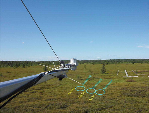 Figure 2. The hummocky microtopography of Mer Bleue bog, Ontario, Canada. The hummocks of ~1 m mean diameter occupy about 70% of the surface area, alternating with the adjacent hollows which occupy the remaining ~30%, with average difference of ~0.25 m between the top of the hummock domes and the hollow surface