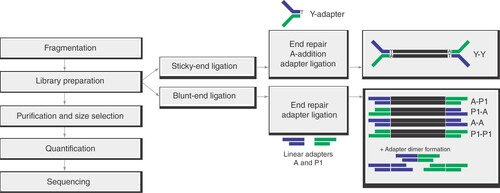 Figure 1. General overview of a generic library preparation workflow with the different concepts of sticky- and blunt-end ligation employing Y-adapters and linear adapters, respectively.Y-adapters are ligated in a sticky-end fashion to the fragment, thereby yielding library molecules, of which both strands fulfill the prerequisites for sequencing. By contrast, two different linear adapters that are ligated in a blunt-end mechanism beside the functional library molecule (A-P1) also create nonsequenceable molecules as byproducts (A-A, P1-P1), resulting in lower conversion of sample DNA to functional library. Additionally, blunt-end ligation increases the chances for the formation of unwanted adapter dimers and input fragment concatemers.