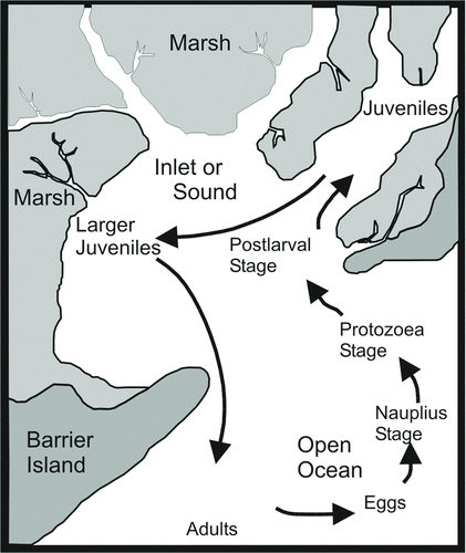 FIGURE 3 Schematic of blue crab and penaeid shrimp migratory life histories. Blue crabs typically are spawned near the mouths of estuaries, whereas shrimp may be spawned farther offshore.