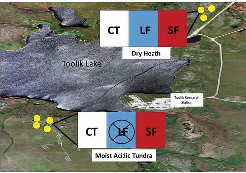 Figure 1. Overview of study area located in two types of arctic tundra near Toolik Lake, Alaska. Yellow dots represent locations of experimental herbivore exclosures, with three fencing blocks in DH and four in MAT. Each block included a CT (no heribvores excluded), an SF (large and small heribvores excluded), and an LF (large herbivores only excluded). The fencing block designs are inlayed