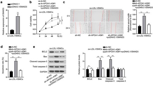 Figure 5. APOA1-AS contributes to proliferation and migration of ox-LDL-VSMCs via enhancing SMAD3 expression. (a) SMAD3 expression was measured in ox-LDL-VSMCs transfected with pcDNA3.1/SMAD3 versus pcDNA3.1. (b) Proliferation of ox-LDL-VSMCs was detected by CCK-8 with the transfection of sh-NC, sh-APOA1-AS#1 or sh-APOA1-AS#1+ pcDNA3.1/SMAD3. (c) Wound healing assay detected the migratory capacity of ox-LDL-VSMCs in the aforementioned groups. (d-e) Cell apoptosis was analyzed in ox-LDL-VSMCs of the aforementioned groups through flow cytometry and western blot analysis of BCL2, Bax, cleaved caspase-3, and total caspase-3. ** P < 0.01