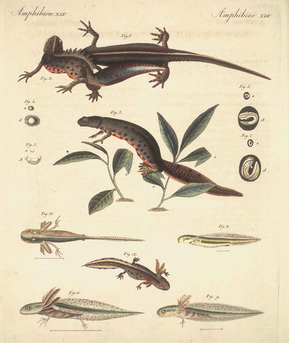 Illustration 2. Naturgeschichte des Wassersalamanders, in: Bertuch, Friedrich J. (ed.), Bilderbuch für Kinder. Weimar: Industrie-Comptoir, 1821, Vol. 10 – Plate 67. © Research Library for the History of Education (BBF), Berlin.