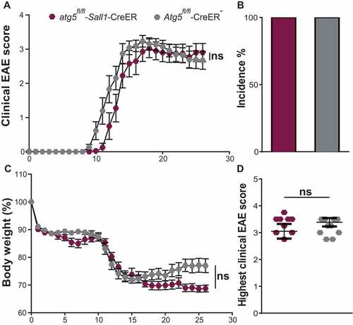 Figure 4. ATG5 in microglia is dispensable for the development of EAE. (A) EAE was induced actively by MOG35-55 peptide into atg5fl/fl-Sall1-CreER (maroon polygons) and Atg5fl/fl-CreER− (gray polygons). Each data point represents mean of atg5fl/fl-Sall1-CreER (maroon polygons) and Atg5fl/fl-CreER− (gray polygons). (B) The rate of disease development was similar with 100% incidence in both atg5fl/fl-Sall1-CreER (maroon bar) and Atg5fl/fl-CreER− (gray bar). (C) Changes in the body weight during the course of EAE development and (D) represents the highest clinical score reached. Each data point represents the pooled values of 9 atg5fl/fl-Sall1-CreER and 12 Atg5fl/fl-CreER− mice from 2 independent experiments (atg5fl/fl-Sall1-CreER n = 9, Atg5fl/fl-CreER− n = 12). For Figures A and C two-way ANOVA was applied for statistical analysis of Mean + SEM values is shown. For figures B and D Mann-Whitney test was applied