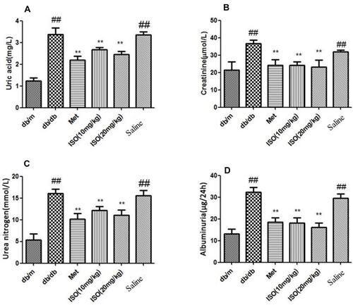 Figure 1 ISO decreased serum levels of UA and Cr in db/db mice. (A). UA level in mice serum. (B) Cr level in mice serum. (C) urea nitrogen and (D) albuminuria. All data presented as mean±SD (n=10). Compared with db/m: ##P<0.01. Compared with db/db: **P<0.01.