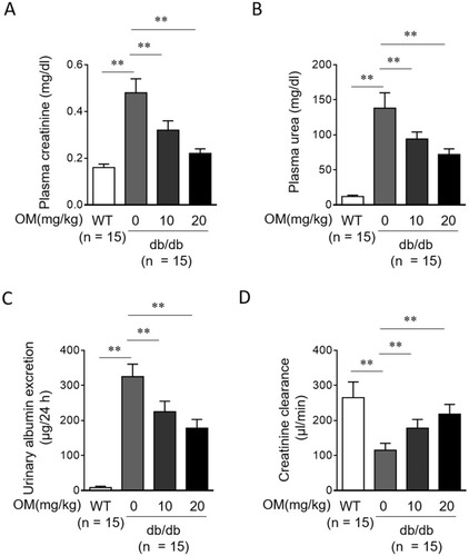 Figure 3 OM preserves renal function in db/db mice. (A-D) Eight-week-old male db/db mice were intragastrically administered with 10 mg/kg OM, 20 mg/kg OM or equal volume of vehicle saline (0 mg/kg OM) per day for 8 weeks (n = 15). The wild-type littermates (WT, n = 15) were administered with equal volume of saline and used as controls for db/db mice. The parameters which reflect renal function, including plasma creatinine (A), plasma urea nitrogen (B), urinary albumin excretion (C), and creatinine clearance (D) were evaluated at the last day of experiment. Data are mean ± SD. **P < 0.01.