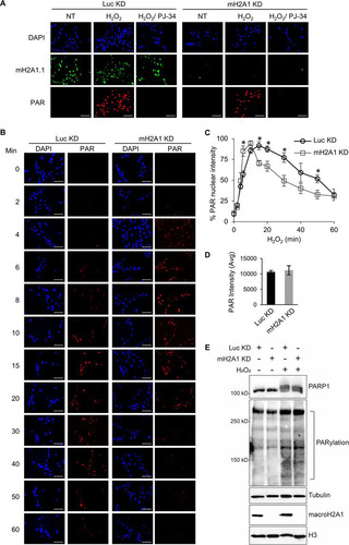 FIG 3 MacroH2A1 alters the kinetics of PAR accumulation upon oxidative DNA damage. (A) Immunofluorescence for PAR and macroH2A1 with DAPI counterstaining of IMR90 cells expressing shRNA against macroH2A1 (mH2A1 KD) or luciferase (Luc KD) as a control following treatment with 125 μM H2O2 for 15 min. Where indicated, the cells were pretreated with 10 μM PJ-34. Loss of PAR signal in the PJ-34-treated samples indicates that the PAR antibody is highly specific for PAR chains. (B) Immunofluorescence for PAR with DAPI counterstaining in mH2A1 KD or Luc KD IMR90 cells following treatment with 125 μM H2O2 for the indicated times. Scale bars, 100 μm. (C) PAR stability assay described in the legend to panel B for mH2A1 KD or Luc KD IMR90 cells. (D) Average total peak PAR intensities for the experiment described in the legend to panel B. (E) Immunoblots for total cell lysates and acid-extracted histones in control (Luc KD) or macroH2A1-depleted (mH2A1 KD) IMR90 cells for the indicated antibodies. Luc KD cells were treated with H2O2 for 10 min, whereas mH2A1 KD cells were treated for 15 min. (C and D) Means ± SEM of the results of three independent experiments are shown. *, P < 0.05; Student's t test.
